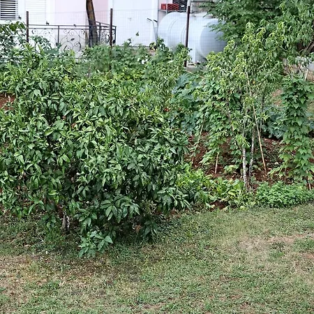 Vera 아파트 Ičići